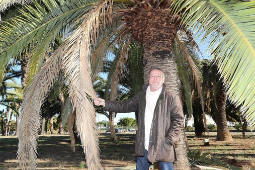 Abattage de 14 palmiers dès le 28 novembre 2017