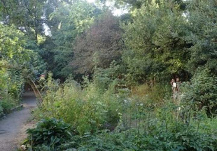 Jardin de la reine - jardin partagée