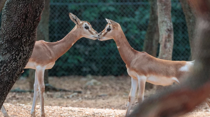 Zoo du lunaret Zoo du lunaret
