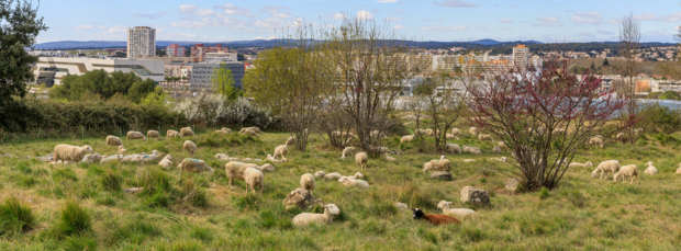 Montpellier relance l'éco-pâturage du 17 avril jusqu’à fin juin 2023 : une opération écologique pour entretenir les espaces verts