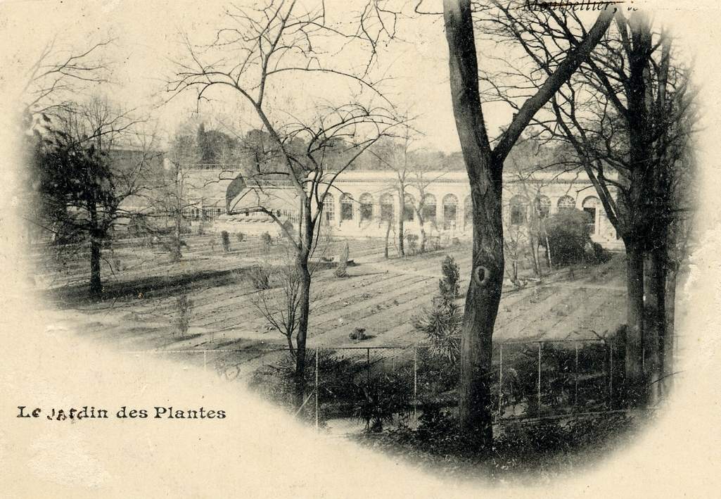 Jardin des plantes, vers 1900, 6Fi 179