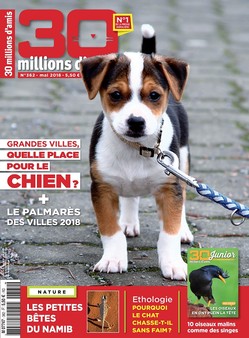 Montpellier 1ere Ville Française où il fait bon vivre avec son chien en 2018