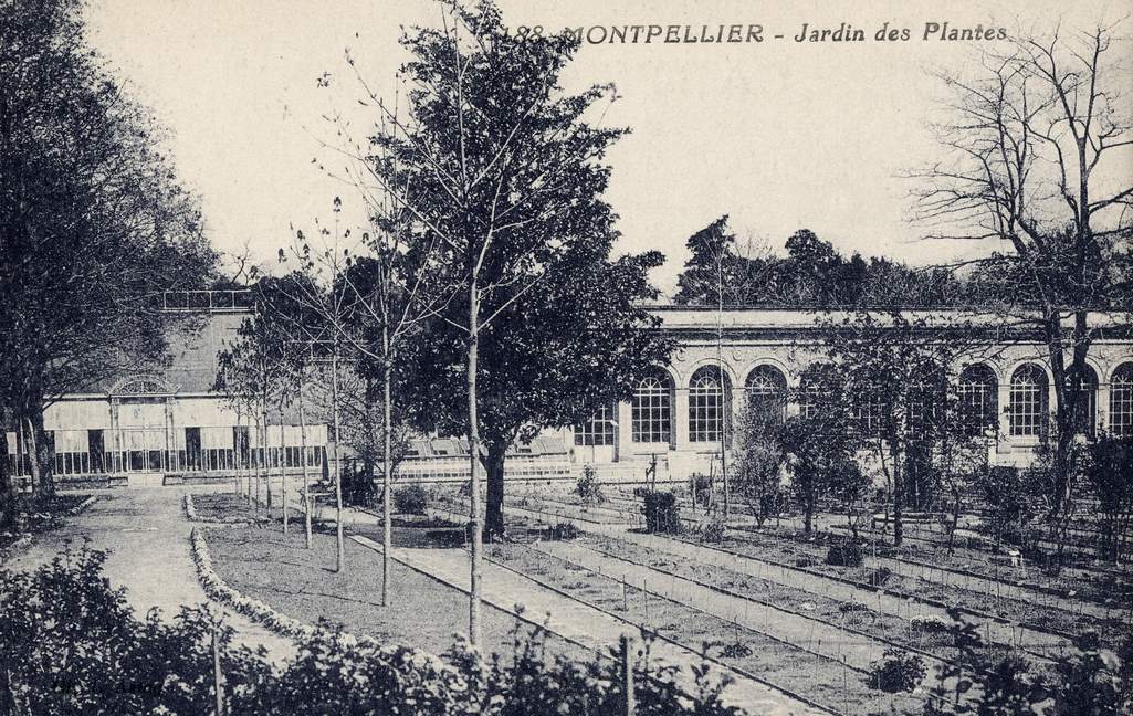 Jardin des plantes, vers 1900, 6Fi 178