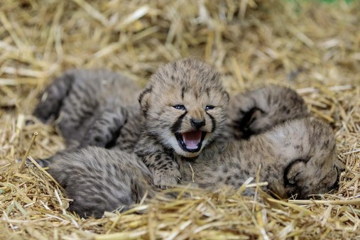 Les bébés guépards du Zoo de Lunaret seront visibles du grand public dès le 29 janvier