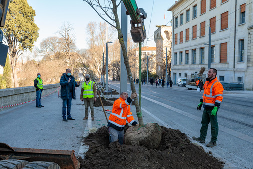 Plantation d'arbres sur le boulevard Henri IV à compter du 26 janvier 2022