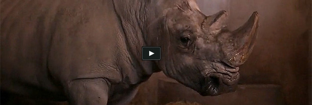 Le Parc Zoologique de Montpellier échange un de ses rhinocéros