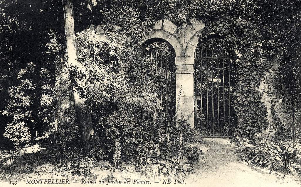 Jardin des plantes, vers 1900, 6Fi 190