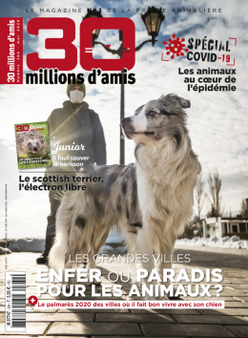 Montpellier : 1ère place des villes françaises où il fait bon vivre avec son chien