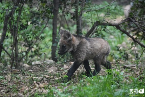 Au Parc de Lunaret, naissance de deux bébés loups à crinière