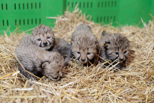 Les 4 guépardeaux nés au Zoo de Lunaret ont désormais un nom