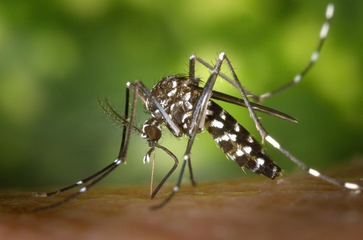 Lutte écologique et innovante contre le moustique tigre : donnez votre avis en ligne !