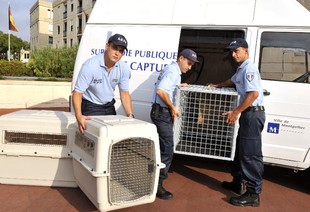 capture animaux errants Montpellier